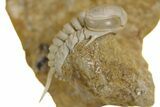 Very Rare Ghostly-White Remopleurides Trilobite - Russia #360298-1